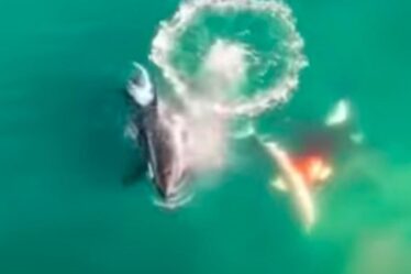 Un grand requin blanc TUÉ après qu'une orque soupçonnée d'avoir arraché son foie lors d'une attaque brutale
