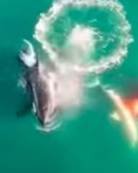 Un grand requin blanc TUÉ après qu'une orque soupçonnée d'avoir arraché son foie lors d'une attaque brutale