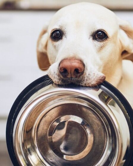 Un organisme de bienfaisance pour chiens avertit les propriétaires alors que le coût annuel exorbitant de l'animal de compagnie est révélé