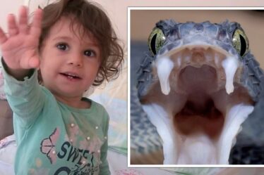 Un tout-petit mord un serpent à mort dans une attaque de vengeance après qu'il ait enfoncé ses crocs dans sa lèvre