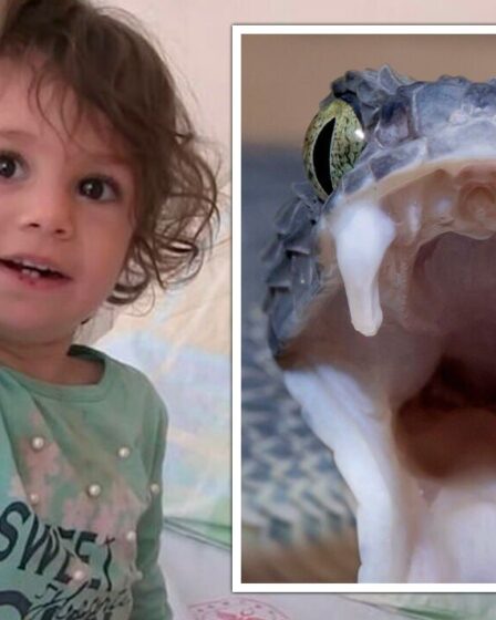 Un tout-petit mord un serpent à mort dans une attaque de vengeance après qu'il ait enfoncé ses crocs dans sa lèvre