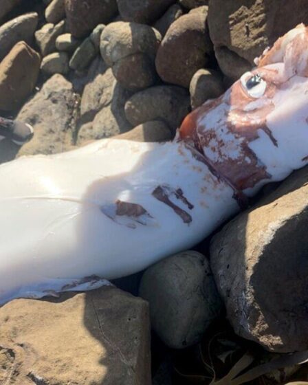 Une bombe de calmar géant alors qu'une bête rare s'échoue sur le rivage