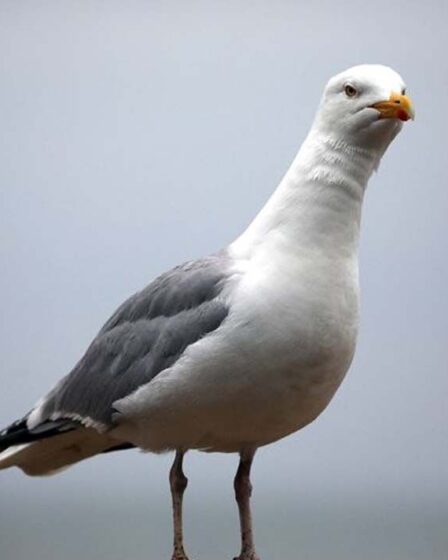 Une mouette sournoise surprise en vol à l'étalage à deux reprises « pousse sa chance »
