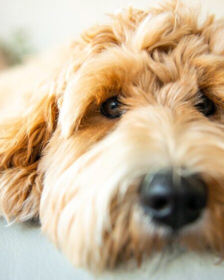 Une vétérinaire révèle cinq races de chiens qu'elle ne posséderait JAMAIS dans une vidéo virale