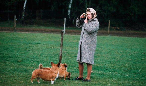 La reine Elizabeth II photographiant ses corgis à Windsor Park