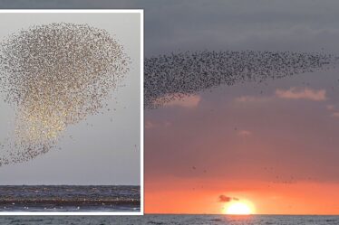 Des milliers d'oiseaux affluent dans un murmure fascinant à Snettisham