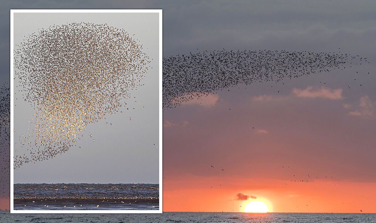 Des milliers d'oiseaux affluent dans un murmure fascinant à Snettisham