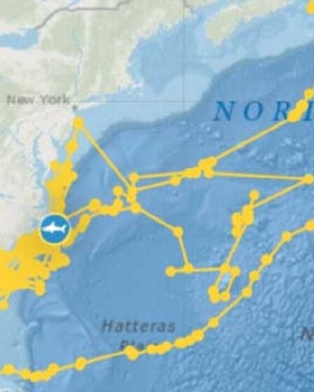 L'incroyable carte GPS qui suit le requin ressemble au contour d'une énorme créature