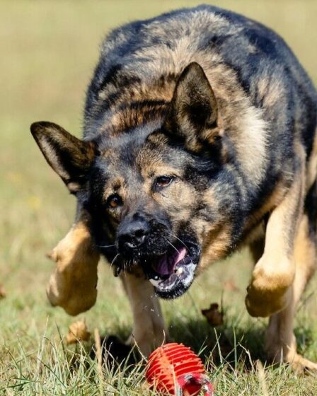 "Notre lien ne sera jamais rompu": un chien policier courageux qui a sauvé 38 vies honoré d'une médaille