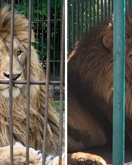 Onze lions sauvés d'une Ukraine déchirée par la guerre lors d'une incroyable mission de sauvetage
