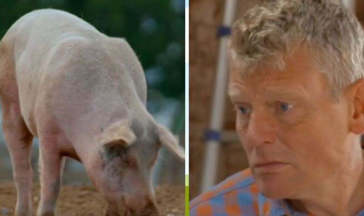 Tom Heap de Countryfile laisse les fans de la BBC furieux sur le segment de l'élevage porcin "Pas de Brexit?"