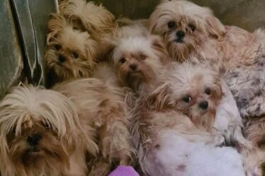 « Déchirant » : plus de 90 chiens et chiots sauvés de conditions d'horreur à la maison