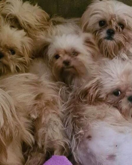 « Déchirant » : plus de 90 chiens et chiots sauvés de conditions d'horreur à la maison