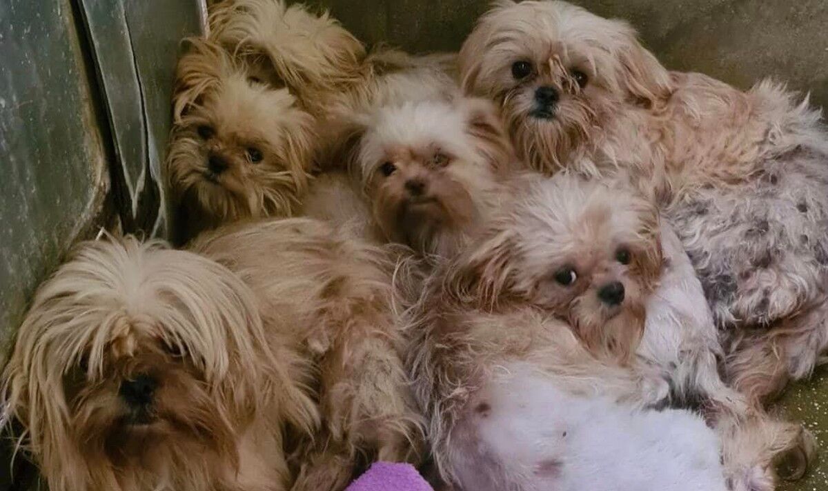 « Déchirant » : plus de 90 chiens et chiots sauvés de conditions d'horreur à la maison