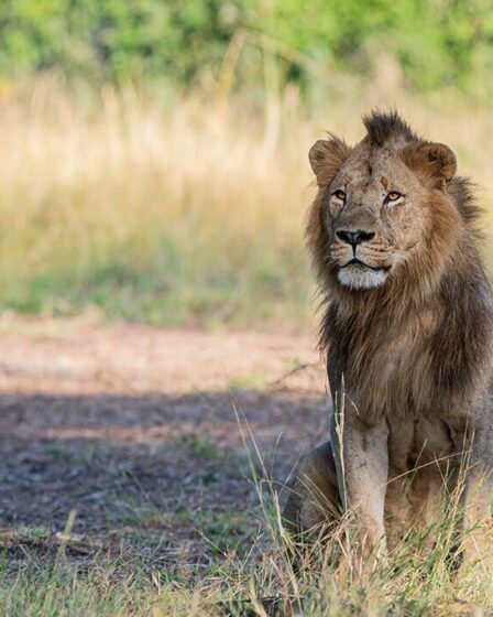 Des lions tuent des combattants de l'Etat islamique qui se battent pour contrôler d'énormes réserves de gaz au Mozambique