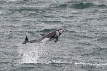 Des orques naines majestueuses repérées dans les eaux britanniques
