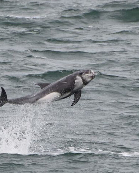 Des orques naines majestueuses repérées dans les eaux britanniques