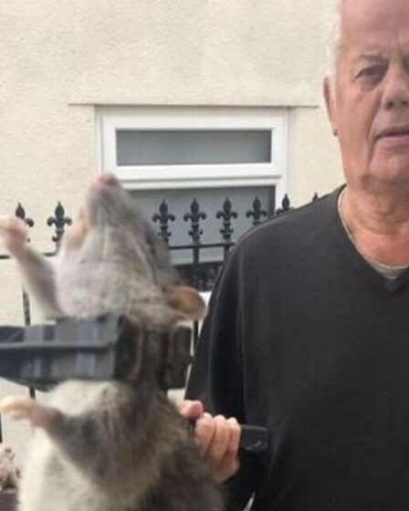 Des retraités "morts de peur" alors qu'un rat géant de 18 pouces "de la taille d'un petit bébé" envahit le jardin