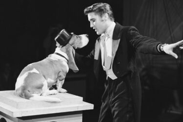 Elvis Presley: Les chambres invisibles de Graceland – Dans le placard des colliers de chien du roi