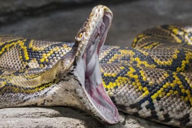 Horreur de python alors que le corps d'une femme retrouvé dans l'estomac d'un serpent de 21 pieds