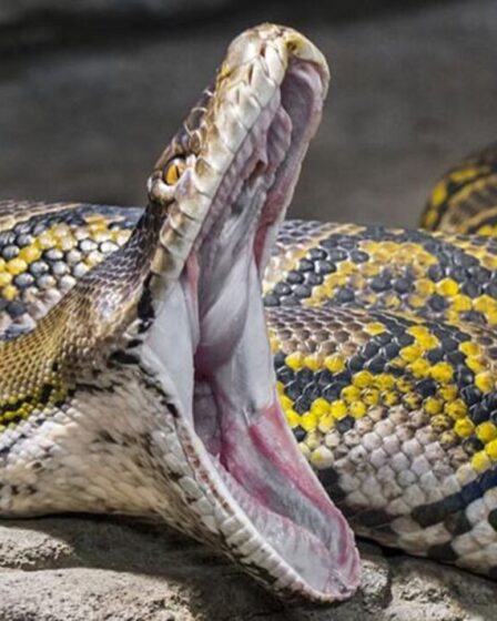 Horreur de python alors que le corps d'une femme retrouvé dans l'estomac d'un serpent de 21 pieds