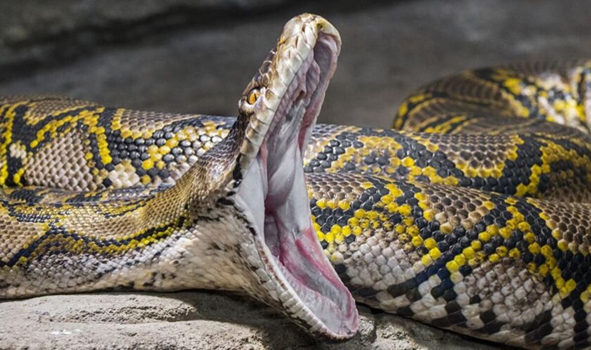 Horreur de python alors que le corps d'une femme retrouvé dans l'estomac d'un serpent de 21 pieds