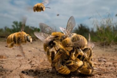 Karine Aigner et ses abeilles bourdonnantes remportent le prix Wildlife Photographer of the Year 2022