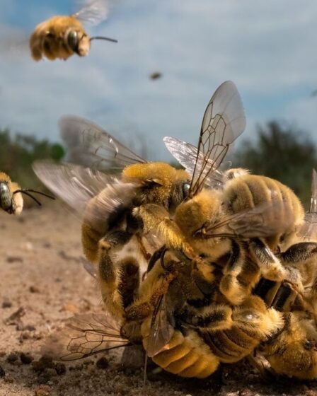 Karine Aigner et ses abeilles bourdonnantes remportent le prix Wildlife Photographer of the Year 2022