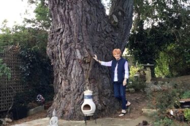 Lancement d'une campagne pour sauver l'un des derniers arbres de suffragette survivants