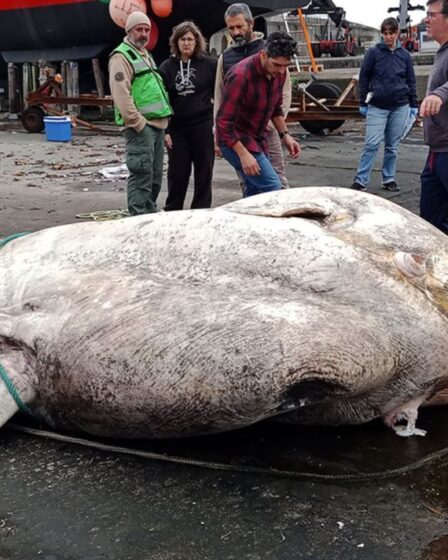 Le «plus gros poisson jamais découvert» au Portugal avec un corps pesant trois tonnes