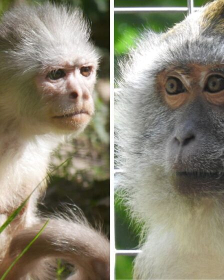 Le sanctuaire des singes lance un appel désespéré car il risque de fermer