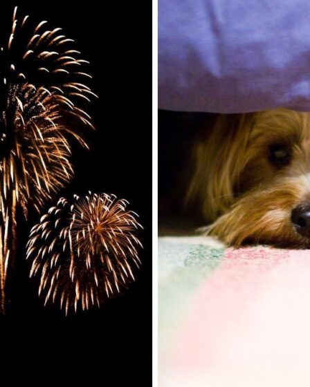 Les meilleurs conseils pour les propriétaires de chiens sur la façon d'aider les animaux de compagnie à faire face aux feux d'artifice « affligeants »