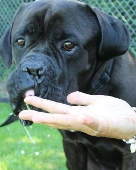 "Taille d'un humain": l'énorme chien Basher de 6 pieds trouve enfin une maison après avoir été étiqueté trop grand