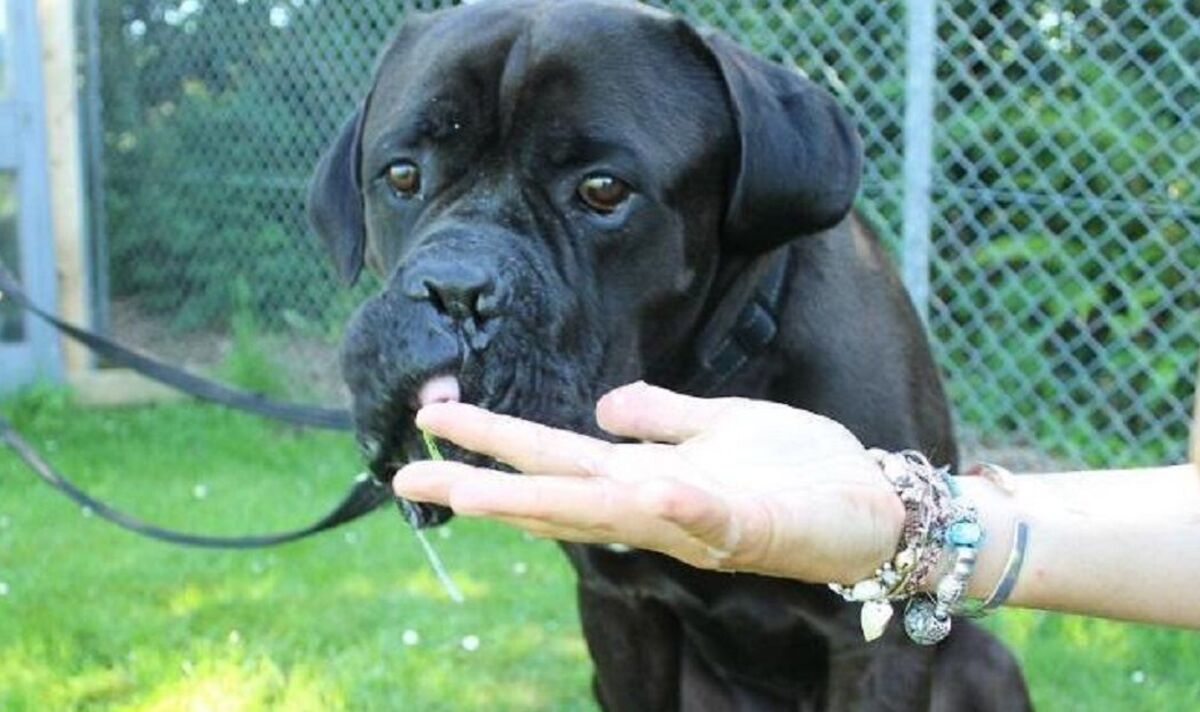"Taille d'un humain": l'énorme chien Basher de 6 pieds trouve enfin une maison après avoir été étiqueté trop grand
