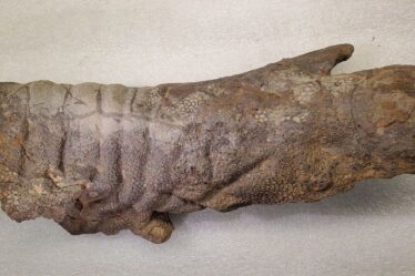 Un dinosaure momifié avec une peau intacte après 67 millions d'années laisse espérer de nouvelles découvertes