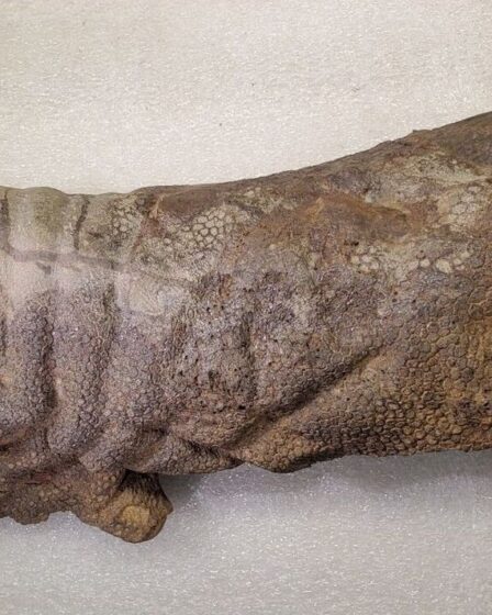 Un dinosaure momifié avec une peau intacte après 67 millions d'années laisse espérer de nouvelles découvertes
