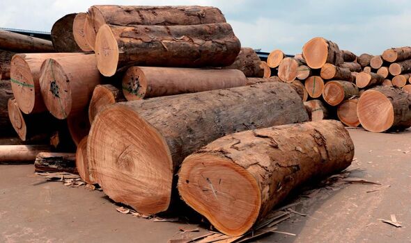Le bois des forêts durables du Gabon a de nombreuses utilisations, y compris des meubles écologiques