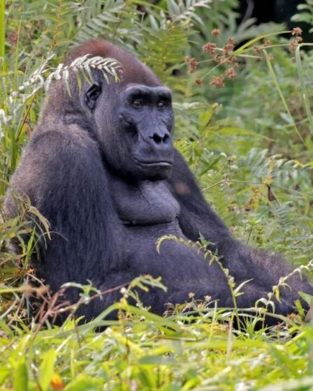 Comment l'exploitation forestière durable pourrait sauver la deuxième plus grande forêt tropicale du monde de la ruine