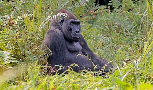 L'argent de l'écotourisme aide à protéger les habitats naturels du Gabon où les gorilles comme Kamaya prospèrent