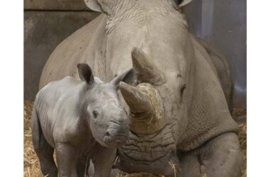 Cornes à profusion après la livraison inattendue de rhinocéros au zoo