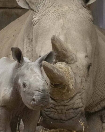 Cornes à profusion après la livraison inattendue de rhinocéros au zoo