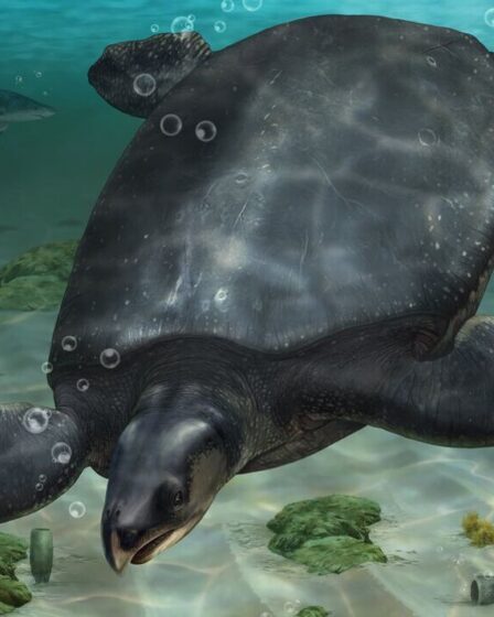 Découverte de la plus grande tortue européenne d'il y a 80 millions d'années aussi grosse que le grand requin blanc
