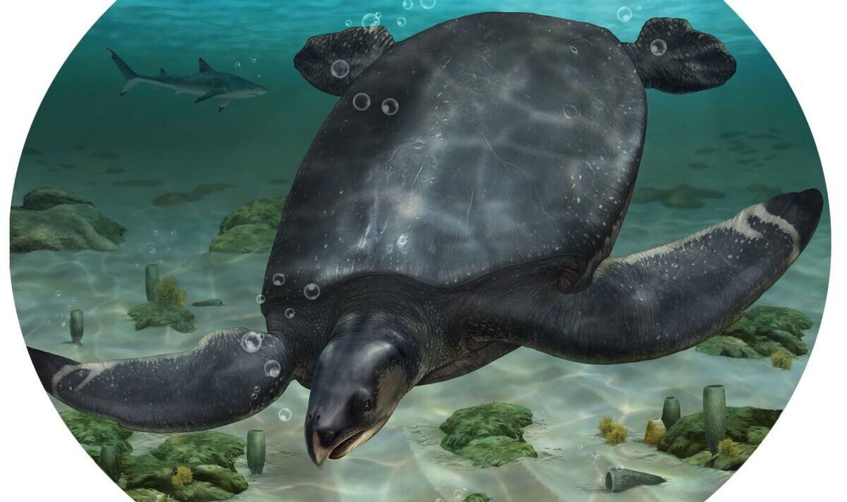 Découverte de la plus grande tortue européenne d'il y a 80 millions d'années aussi grosse que le grand requin blanc