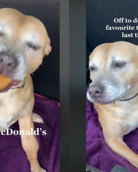 Doux moment, un chien mourant a le premier cheeseburger de McDonald's - et adore ça