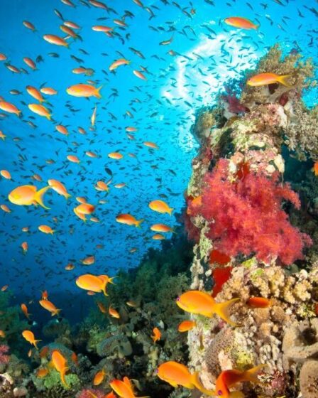 La tolérance de l'Égypte au changement climatique sauve "le corail dans le monde entier"
