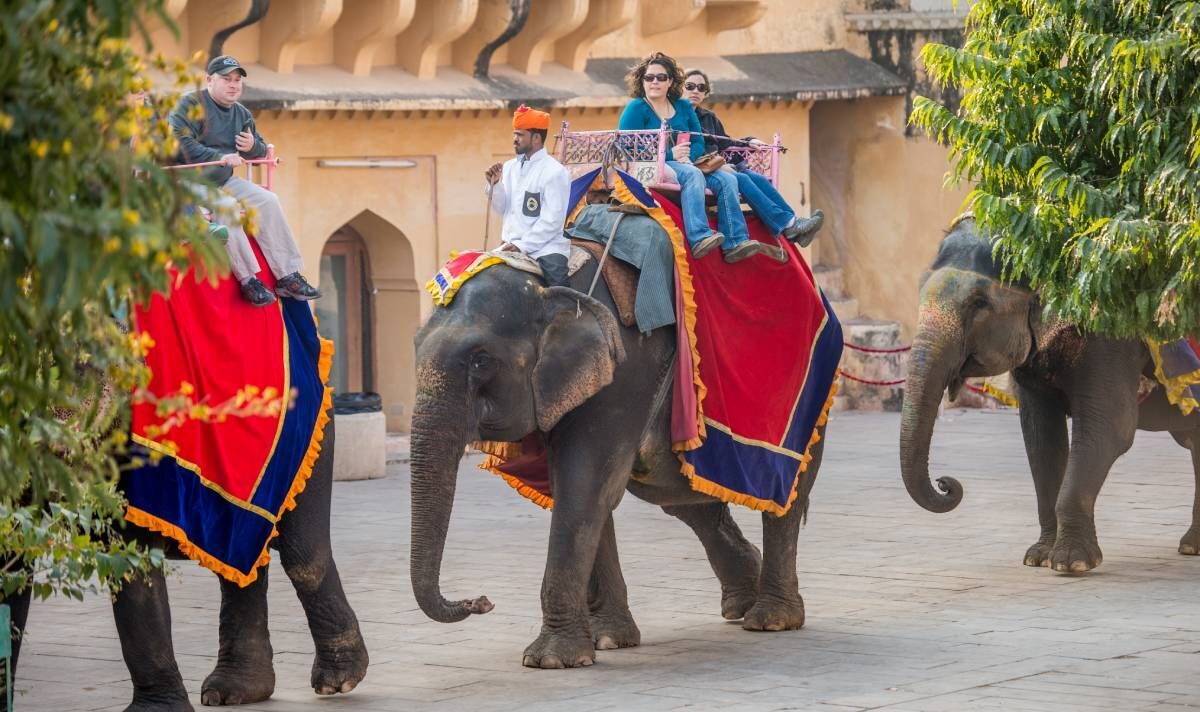 "La vente de billets pour le tourisme d'éléphants doit être interdite maintenant", prévient le présentateur de Springwatch