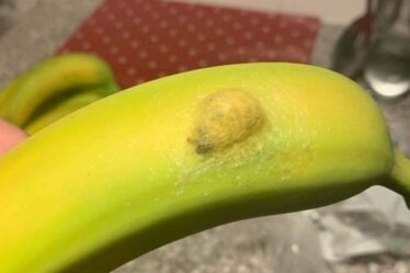 Maman est partie "dégoûtée" après l'éclatement d'un nid d'araignée sur des bananes Waitrose