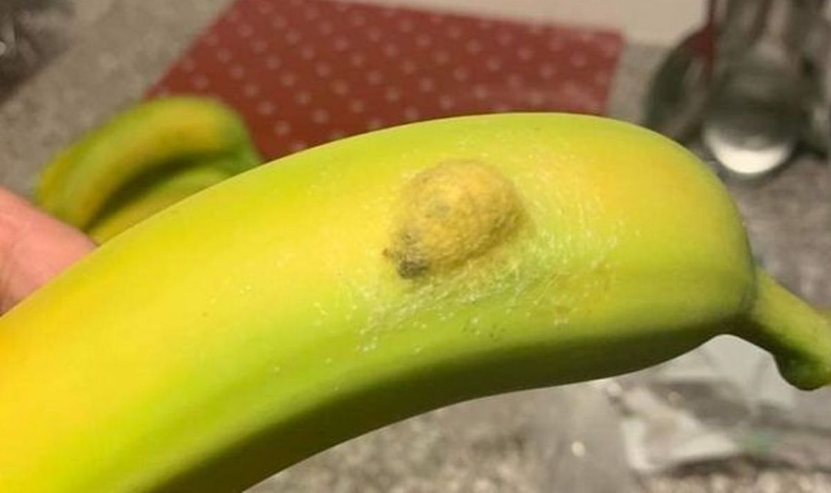 Maman est partie "dégoûtée" après l'éclatement d'un nid d'araignée sur des bananes Waitrose