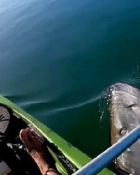 Un kayakiste s'échappe des mâchoires d'un grand requin blanc après sa sortie de l'eau