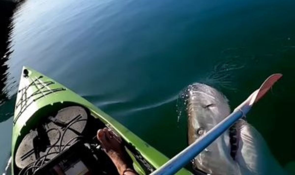 Un kayakiste s'échappe des mâchoires d'un grand requin blanc après sa sortie de l'eau